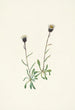 Aleuttien vergerette Erigeron unalaschensis - Mary Vaux Walcott — näkymä teoksesta