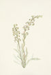 Kierteinen pedicularis contorta - Mary Vaux Walcott — näkymä teoksesta