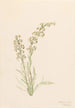 Kierteinen pedicularis contorta - Mary Vaux Walcott — näkymä teoksesta