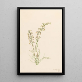 Mary Vaux Walcott - Alpine Fernlife Pedicularis contorta.webp