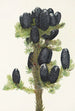 Subalppisapin Abies lasiocarpa - Mary Vaux Walcott — näkymä teoksesta