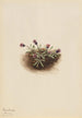 Alppivergerette Erigeron unalaschensis - Mary Vaux Walcott — näkymä teoksesta