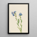 Alppimyosotis Myosotis alpestris - Mary Vaux Walcott — kehystetty taideteos seinällä