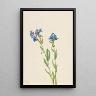Mary Vaux Walcott - Alpine ForgetMeNot Myosotis alpestris.webp