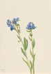 Alppimyosotis Myosotis alpestris - Mary Vaux Walcott — näkymä teoksesta
