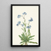 Myosotis des Alpes Myosotis alpestris - Mary Vaux Walcott — kehystetty taideteos seinällä