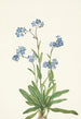 Myosotis des Alpes Myosotis alpestris - Mary Vaux Walcott — näkymä teoksesta