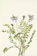 Astragale alpine Astragalus alpinus - Mary Vaux Walcott — näkymä teoksesta