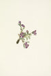Fleur d'oxytropis alpine Oxytropis podocarpa - Mary Vaux Walcott — näkymä teoksesta