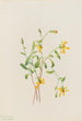 Séneçon alpin Senecio species - Mary Vaux Walcott — näkymä teoksesta