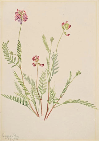 Mary Vaux Walcott - Alpine Vetch Astragalus bourgovii.webp