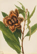 Châtaignier d'Amérique Castanea dentata - Mary Vaux Walcott — näkymä teoksesta