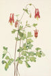 Ancolie du Canada Aquilegia canadensis - Mary Vaux Walcott — näkymä teoksesta