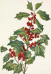 Houx américain Ilex opaca - Mary Vaux Walcott — näkymä teoksesta