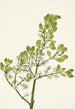 Gui américain Phoradendron flavescens - Mary Vaux Walcott — näkymä teoksesta