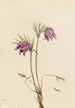 Anémone pulsatille américaine Pulsatilla ludoviciana - Mary Vaux Walcott — näkymä teoksesta
