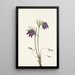 Fleur de pulsatille américaine Pulsatilla ludoviciana - Mary Vaux Walcott — kehystetty taideteos seinällä