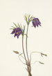 Fleur de pulsatille américaine Pulsatilla ludoviciana - Mary Vaux Walcott — näkymä teoksesta