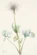 Fruit de pulsatille américaine Pulsatilla ludoviciana - Mary Vaux Walcott — näkymä teoksesta