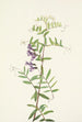 Vesce américaine Vicia americana - Mary Vaux Walcott — näkymä teoksesta