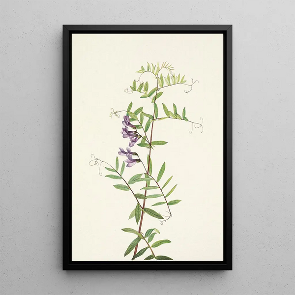 Mary Vaux Walcott - American Vetch Vicia americana.webp