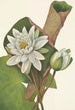 Nénuphar américain Castalia odorata - Mary Vaux Walcott — näkymä teoksesta