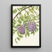 Glycine américaine Kraunhia frutescens - Mary Vaux Walcott — kehystetty taideteos seinällä