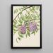 Glycine américaine Kraunhia frutescens - Mary Vaux Walcott — kehystetty taideteos seinällä