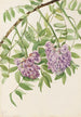 Glycine américaine Kraunhia frutescens - Mary Vaux Walcott — näkymä teoksesta