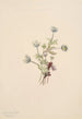 Anémone Anemone drummondii - Mary Vaux Walcott — näkymä teoksesta
