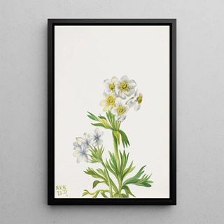 Mary Vaux Walcott - Anemone Anemone zephyra.webp