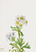 Anémone Anemone zephyra - Mary Vaux Walcott — näkymä teoksesta