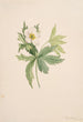 Anémone du Canada Anemone canadensis - Mary Vaux Walcott — näkymä teoksesta