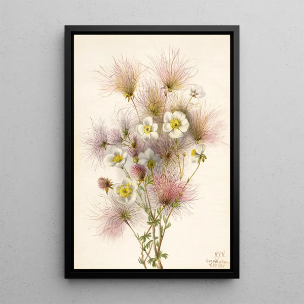 Mary Vaux Walcott - Apache Plume Fallugia paradoxa.webp