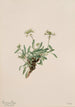 Arabis drummondii - Mary Vaux Walcott — näkymä teoksesta