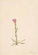 Arabis lyallii - Mary Vaux Walcott — näkymä teoksesta