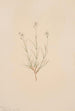 Arenaria formosa - Mary Vaux Walcott — näkymä teoksesta