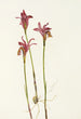 Aréthuse Arethusa bulbosa - Mary Vaux Walcott — näkymä teoksesta