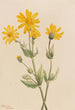 Arnica Arnica latifolia - Mary Vaux Walcott — näkymä teoksesta