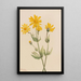 Arnica Arnica latifolia - Mary Vaux Walcott — kehystetty taideteos seinällä