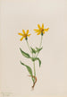 Arnica alpine Arnica alpina - Mary Vaux Walcott — näkymä teoksesta