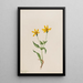 Arnica alpine Arnica alpina - Mary Vaux Walcott — kehystetty taideteos seinällä