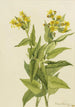 Séneçon à feuilles de flèche Senecia triangularis - Mary Vaux Walcott — näkymä teoksesta
