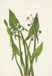 Sagittaire en flèche Sagittaria cuneata - Mary Vaux Walcott — näkymä teoksesta