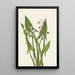 Sagittaire en flèche Sagittaria cuneata - Mary Vaux Walcott — kehystetty taideteos seinällä