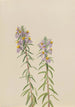 Aster Aster hirariifolius - Mary Vaux Walcott — näkymä teoksesta