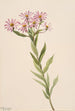 Aster d'Engelmann - Mary Vaux Walcott — näkymä teoksesta
