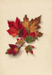 Feuilles d'automne 2 - Mary Vaux Walcott — näkymä teoksesta