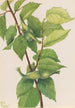 nokkapähkinäpensas Corylus rostrata - Mary Vaux Walcott — näkymä teoksesta