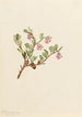 busserole Arctostaphylos uvaursi - Mary Vaux Walcott — näkymä teoksesta